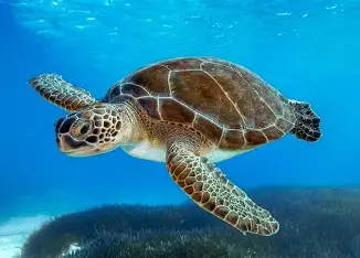 image of a sea turtle